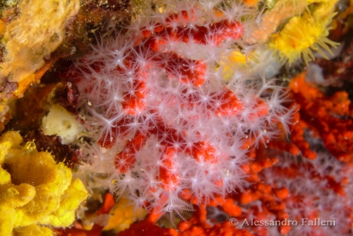 (Alcyonacea) Corallium rubrum
