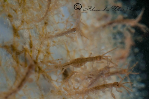 (Amphipoda) Caprella sp DSC 0544 r