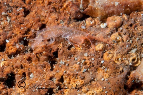 (Amphipoda)  sp. DSC 4444 r
