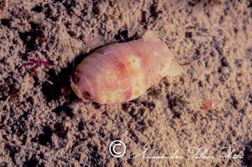(Isopoda) Cirolana cranchii r