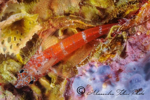 (Isopoda) Cyathura carinata r