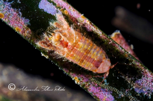 (Isopoda) Cymodoce truncata r