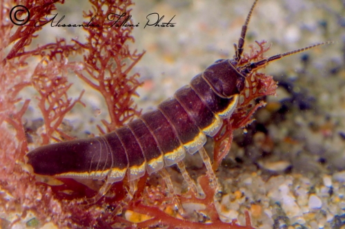 (Isopoda) Idotea baltica r