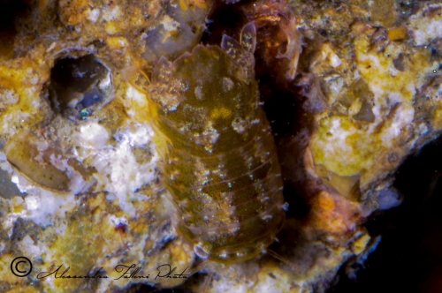 (Isopoda) Rocinela dumerili r