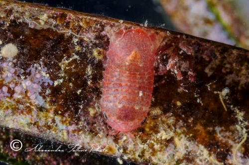 (Isopoda) sp. 4 DSC 6445 r