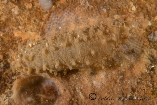 (Holothuroidea) Holoturia sp. 1 r