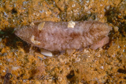 (Holothuroidea) Holoturia sp. 2 r