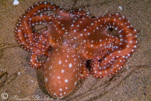 (Cephalopoda) Octopus macropus r