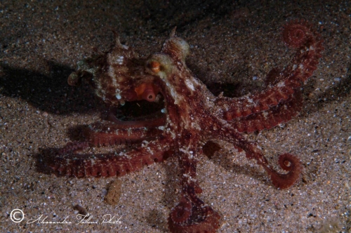 (Cephalopoda) Octopus sp. 1 r