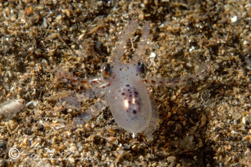 (Cephalopoda) Octopus sp. 3 r