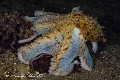 (Cephalopoda) Octopus vulgaris r