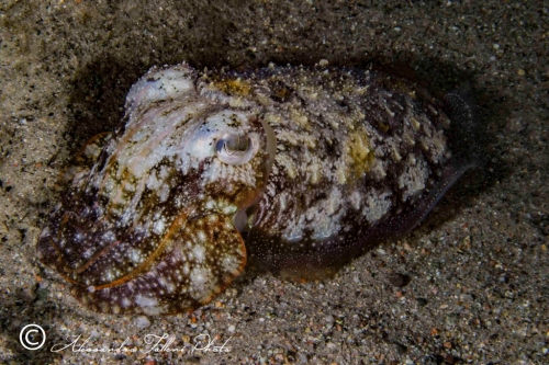 (Cephalopoda) Sepia officinalis r