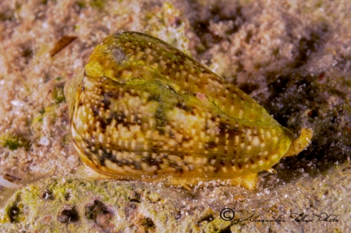 (Conchigliati) Conus mediterraneus r