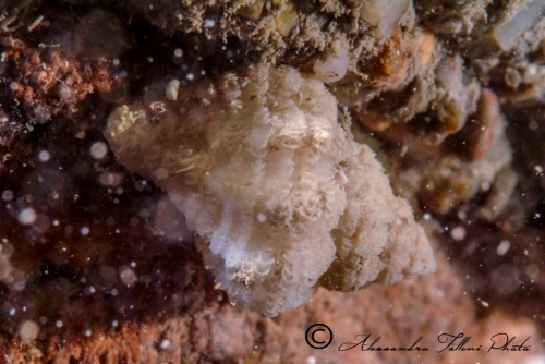 (Conchigliati) Coralliophila panormitana r