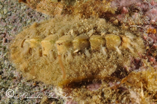 (Polyplacophora) Acanthochitona crinita r
