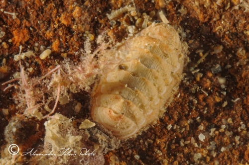 (Polyplacophora) DSC 7133 r