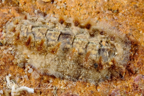 (Polyplacophora)  DSC8594 r