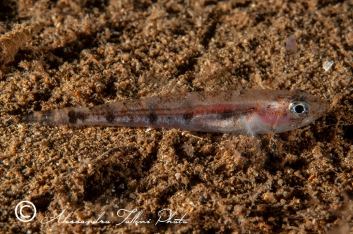 (Gobiidae) Deltentosteus colonianus 1r