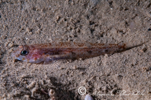 (Gobiidae) Deltentosteus quadrimaculatus 1r