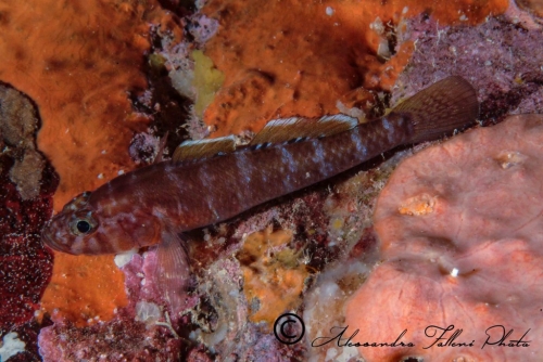 (Gobiidae) Gammogobius steinitzi 1r