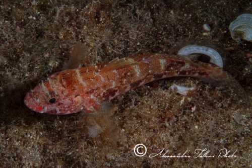 (Gobiidae) Gobius cruentatus 4r