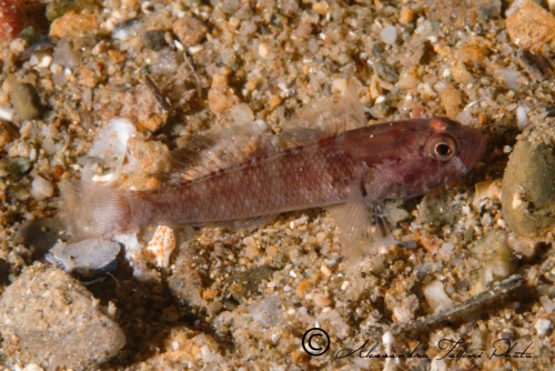 (Gobiidae) Gobius cruentatus 5r