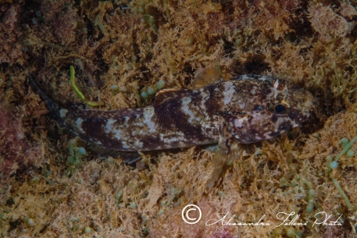 (Gobiidae) Gobius paganellus 3r