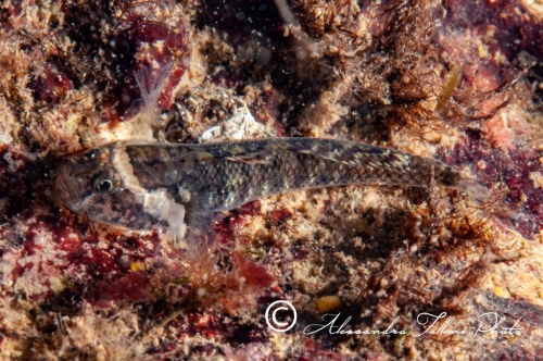 (Gobiidae) Millerigobius macrocephalus 0r