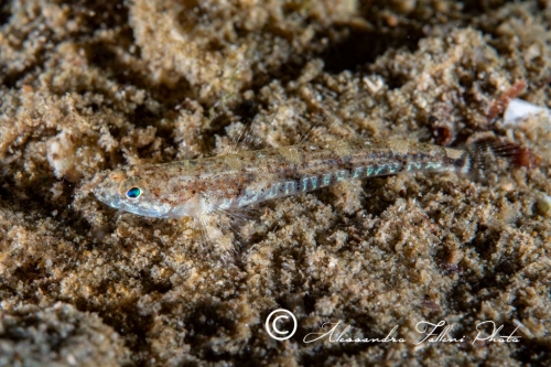 (Gobiidae) Pomatoschistus bathi 0r