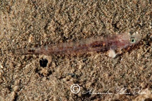 (Gobiidae) Pomatoschistus knerii 0r
