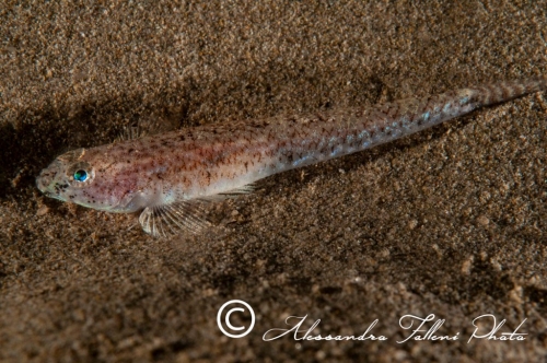 (Gobiidae) Pomatoschistus marmoratus 0r
