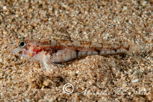(Gobiidae) Pomatoschistus pictus 1r