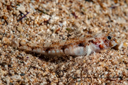 (Gobiidae) Pomatoschistus pictus 2r