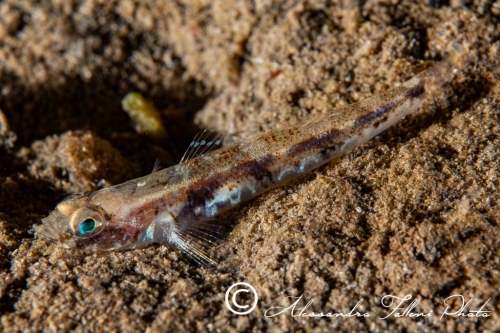 (Gobiidae) Pomatoschistus quagga 0r