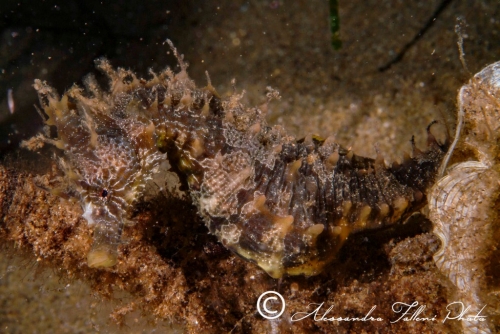 (Syngnathidae) Hippocampus guttulatus 4r
