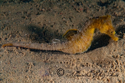 (Syngnathidae) Hippocampus hippocampus 2r