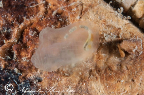 Ascidia sp.87 r