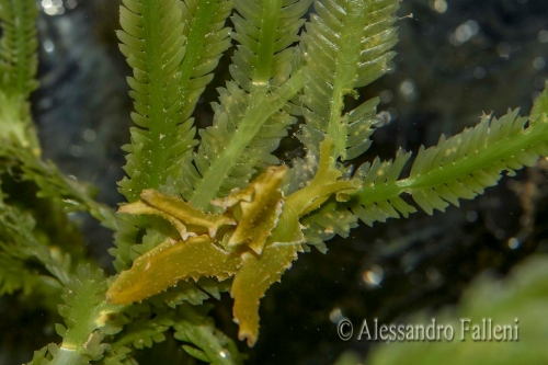 (Alghe) Caulerpa taxifolia