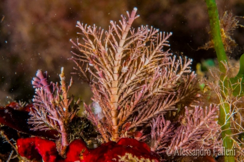 (Alghe) Corallina elongata