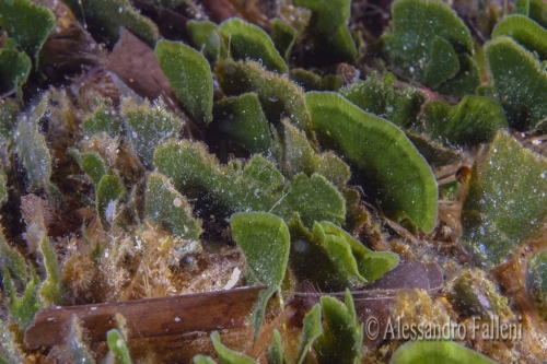 (Alghe) Flabelia petiolata